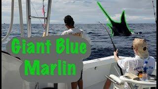 GIANT 350lb BLUE MARLIN (Los Sueños)