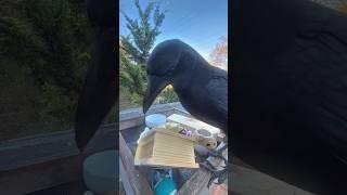 more crow scavenger hunt chaos #crow #birds #challenge