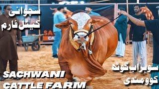 SACHWANI Cattle Farm Expensive And Biggest Bull Collection Karachi 2022 | Expedition Pakistan