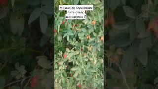 Можно ли мужчинам пить отвар шиповника #shorts #домоводство