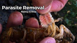 Parasite Removal from Nancy and Rita the Shrimp #shorts