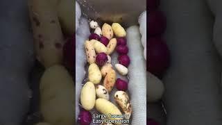毛辊机 甜菜土豆红薯 Root Vegetable Brusher Potato Cleaning Machinery #daribo #machine