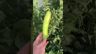 Broad Beans! Fava Beans! #broadbean #garden #favabeans  #homegrown