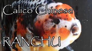 GOLDFISH CORNER * Unboxing Special Gift * CALICO CHINESE RANCHU * The world of goldfish is here*