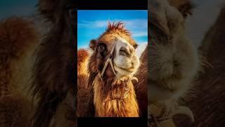Story of camel and Hazrat Muhammad Mustafa S.A #trending#facts#islamicshorts