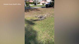 Sarasota deputies wrangle 9-foot gator at country club