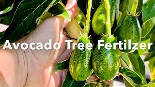 My Favorite Avocado Tree Fertilizer