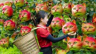 Farm Life | Harvesting Cat Apple Go To Sell - A type of apple shaped like a cat | Lý Tiểu Luyến