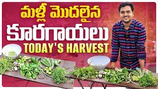 మళ్ళీ మొదలైన మన హార్వెస్ట్ లు Today's Vegetables Harvest #harvest #organic #gardening #pestcontrol