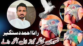 Qasoori kabouter Lal Aankh waly | birds