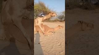 male camel and female camel meeting with each other and enjoying #camel #animals #sorts