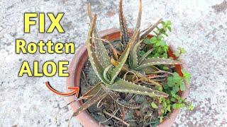 UNEXPECTED Rescuing - Aloe Vera Plant Care