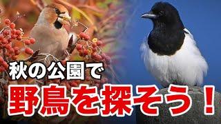 お腹が白いカラスを発見！公園で見られる野鳥たち～