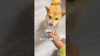 【谁家狗痴迷酸奶】吃香难看吗？治愈吗？ #柴犬 #funny #恶搞 #酸奶