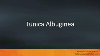 Pronunciation of the word(s) "Tunica Albuginea".