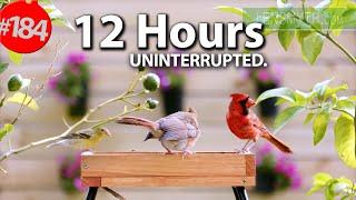 TV for Cats to Watch  Best of Uninterrupted Cat TV Videos 12 Hour Compilation of Birds  @LensMyth