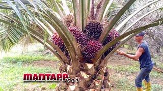 Panen sawit sekali masak ada yang Rombongan