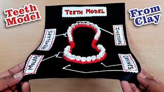 Very Easy Teeth Model Making | Teeth Model Using Clay | Teeth Model Making Using Clay