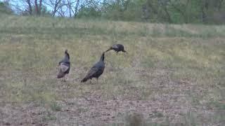 FARMLAND TURKEY HUNTING - Ohio Turkey Season 2023