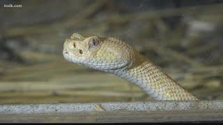 'Wildlife Command Center' providing wildlife removal to St. Louis area