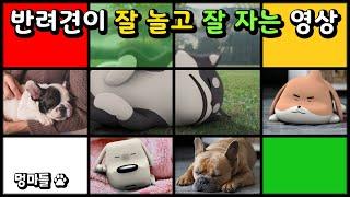 #멍마들  반려견 놀이영상과 수면음악 | 삑삑이와 피아노 연주 (80 ~ 100 BPM) - Play video and sleep music for dogs