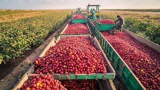 Next-Level Machines Harvesting Vegetables | Modern Agriculture Machines Operating At High Efficiency