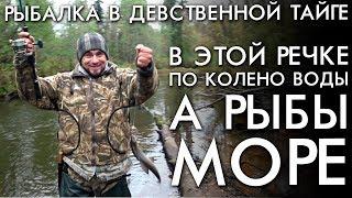 РЫБАЛКА В ДЕВСТВЕННОЙ ТАЙГЕ / В ЭТОЙ РЕЧКЕ ПО КОЛЕНО ВОДЫ А РЫБЫ МОРЕ