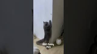 MHS Funny Pets | cats funny videos try not to laugh