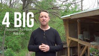 4 Big Reasons I Have Rabbits/How Rabbit Farming Started