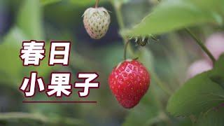 【园丁小饭】春天除了种花，还有果子也可以种哦