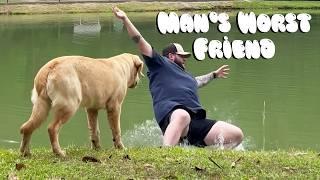 Best Dog Fails | Golden Retrievers, Pitbulls, and German Shepherds