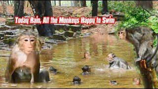 Today Rain, All the Monkeys Happy to Swim...monkey cute LL ep243