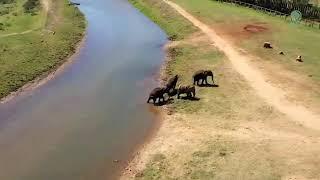 Volunteer at Elephant Nature Park.