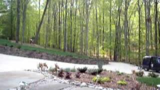Cracked Pine Removal Arborist take down