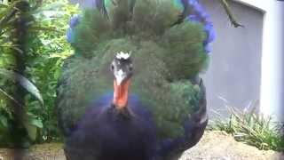 Displaying Congo Peafowl