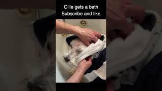 Ollie gets a bath #shorts