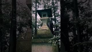 雪中奇缘 弥彦神社 冬季恋歌等你来续 日本旅游 北海道 冬日限定 风景 雪景 #带团 #Travel #Meditation #Guide #日本地接