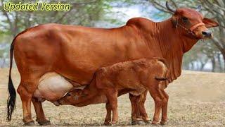 Worlds No.1 Red Sindhi Cow Physical Characteristics | Red Sindi Cow Documentary in Hindi / Urdu