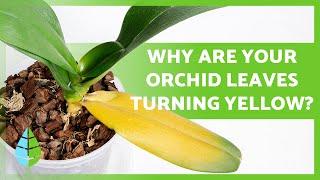 ORCHIDS with YELLOW LEAVES  (5 Common Causes and Remedies)