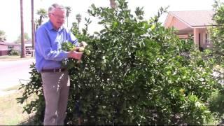 When should I irrigate my citrus tree?