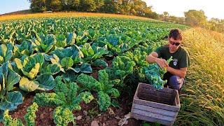 Starting A NEW Cabbage Field!