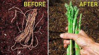 How to Grow Asparagus, Complete Growing Guide