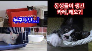 교통사고당한 유기묘 엄마고양이에게서 태어난 흑미백미를 소개합니다~ / Kittens of organic cats that are newly brought to my house