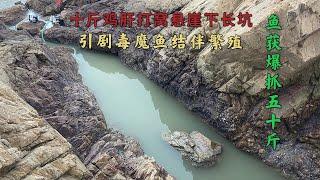 【阿向赶海】10斤秘制鸡肝打窝悬崖长坑 引剧毒魔鱼结伴繁殖 鱼获爆抓50斤