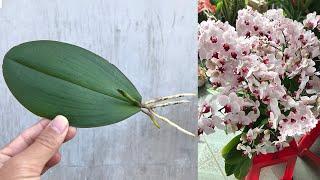 How to propagate Orchidaceae from leaves simply at home