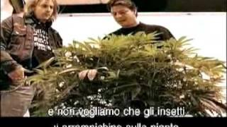 Green House Seed Co White Widow Grow with Italian Subtitles