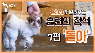 [도그원 Pet TV] 강아지 훈련의 정석 7편 돌아 훈련 / 훈련사가 알려주는 / 애견훈련 / Dog Training