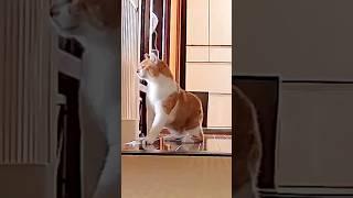 【浮気⁉︎】父母が僕を置いてどこかへ行きました #元野良猫チャチャ #猫 #ねこ #ネコ #猫武将 #チャチャ#cat