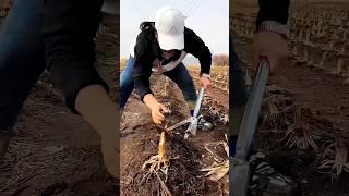 Modern Agriculture Teachnique Tool & machinery | Farming Tool for Rural Farmer #shorts #satisfying