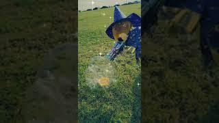 Wizard Beaver Dazzles Us With Bubble Magic!